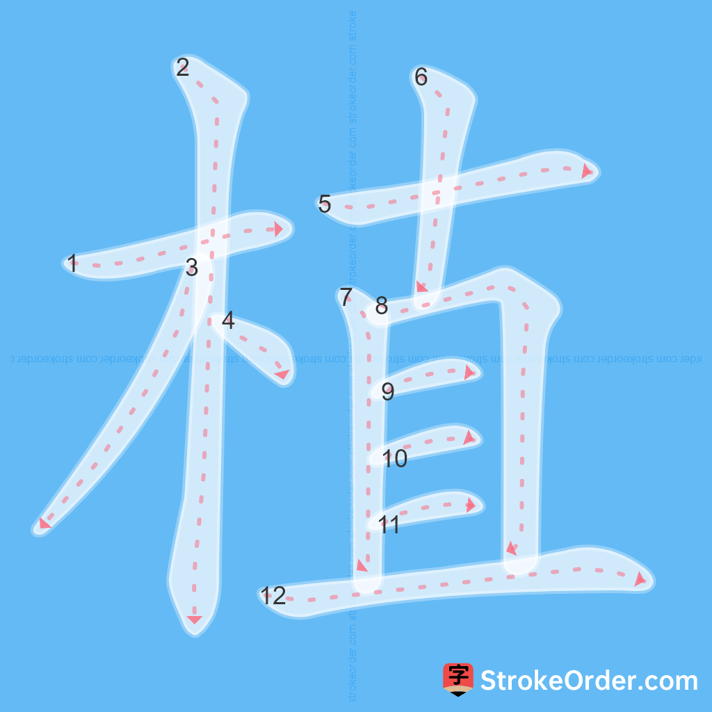 Standard stroke order for the Chinese character 植