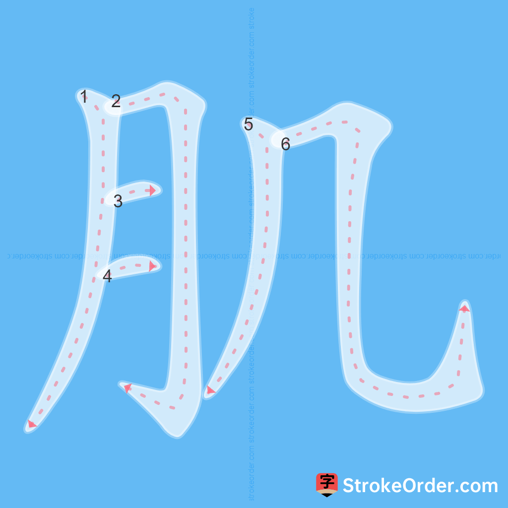 Standard stroke order for the Chinese character 肌