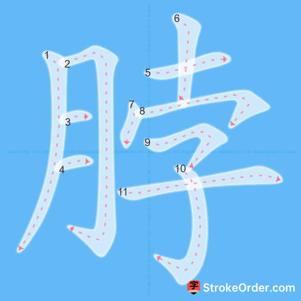 Standard stroke order for the Chinese character 脖