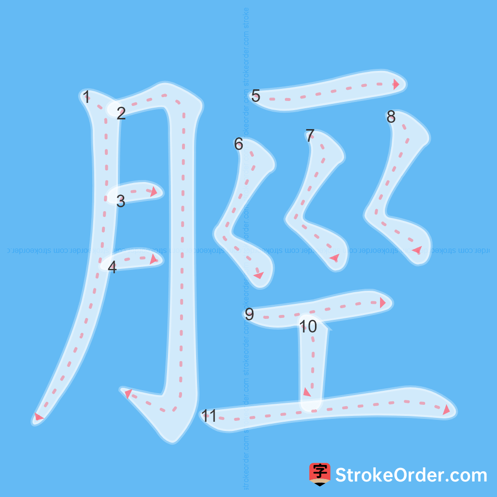 Standard stroke order for the Chinese character 脛