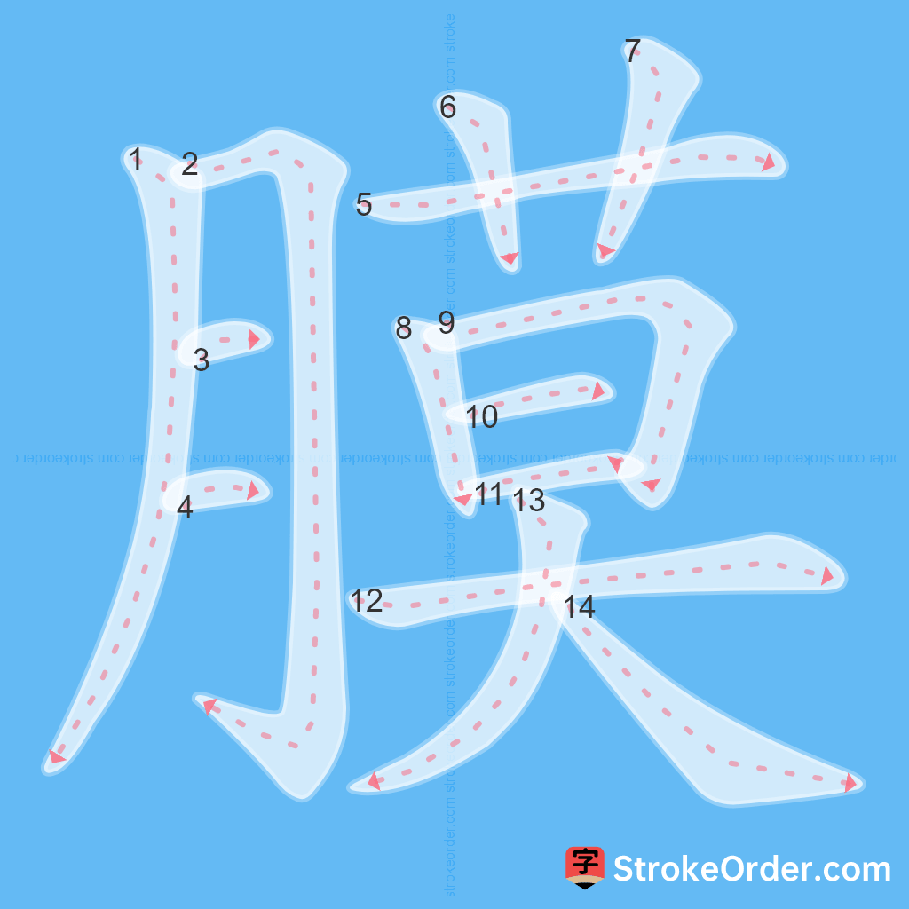 Standard stroke order for the Chinese character 膜