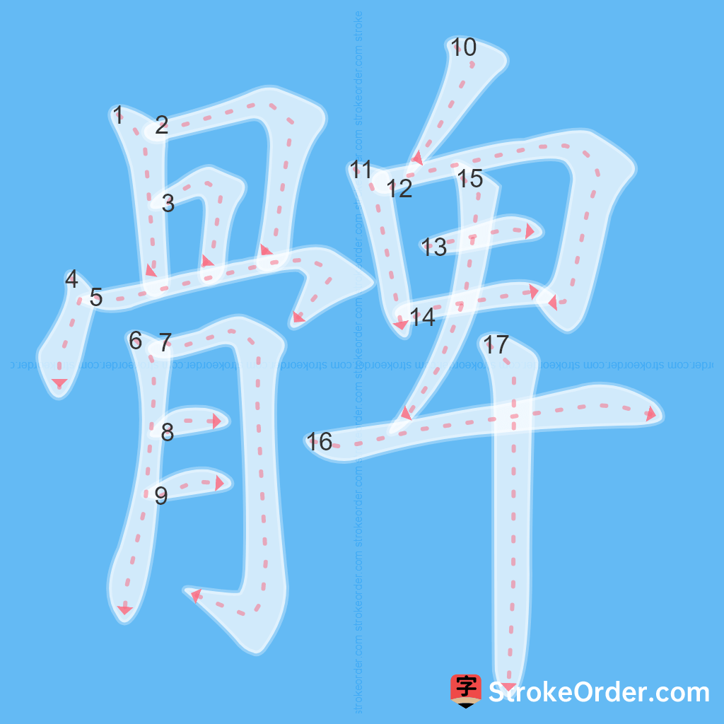 Standard stroke order for the Chinese character 髀