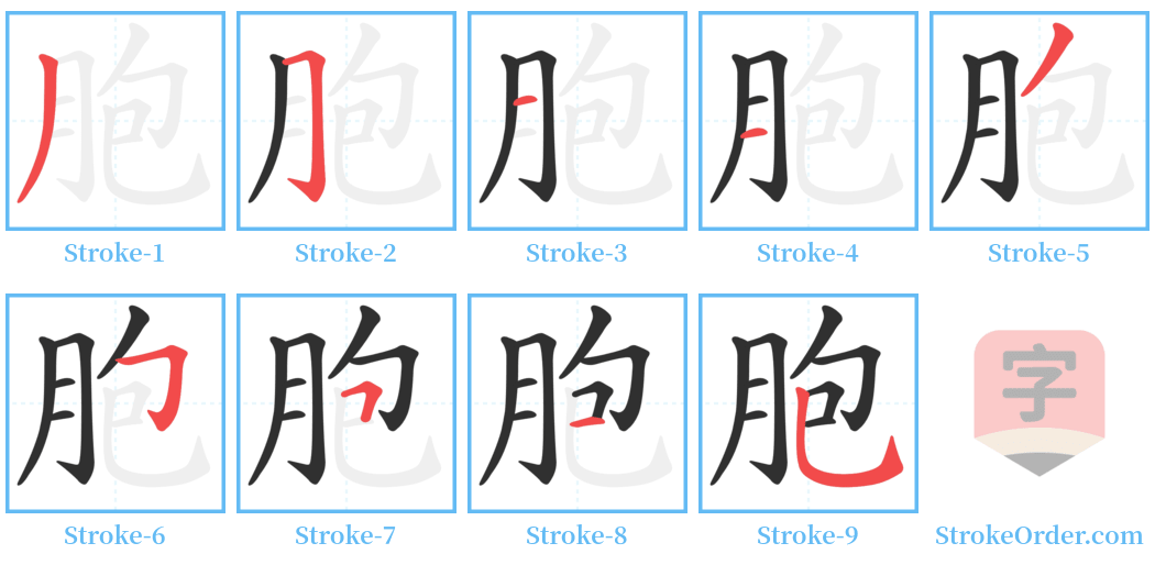 胞 Stroke Order Diagrams