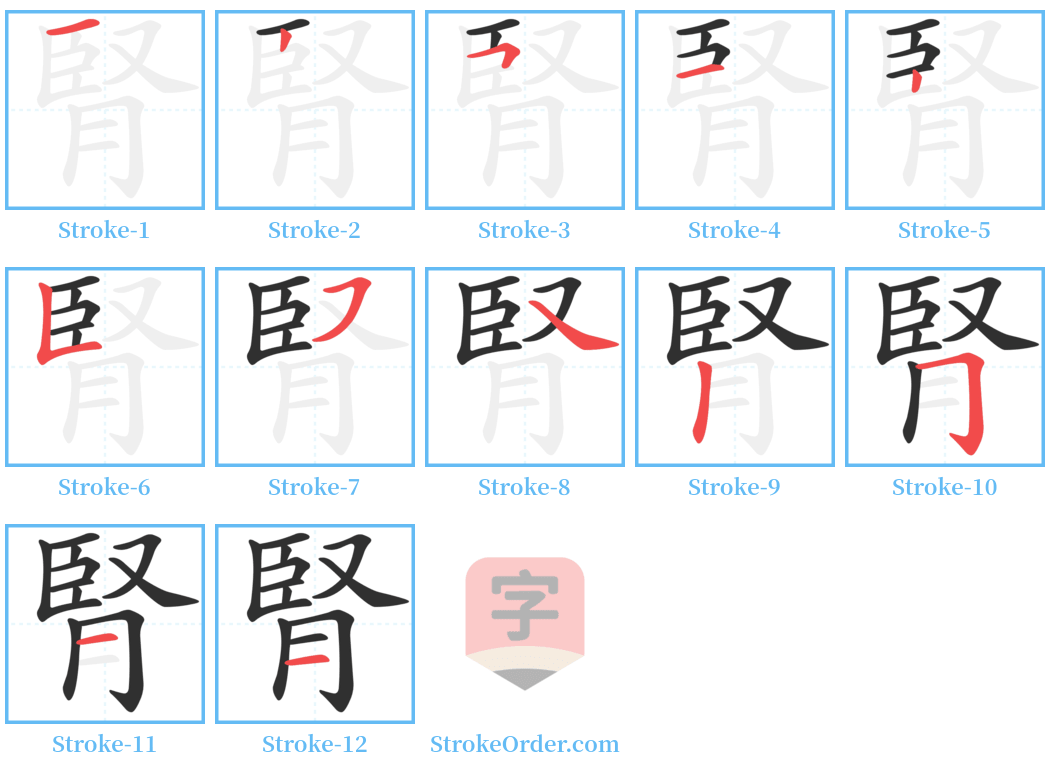 腎 Stroke Order Diagrams